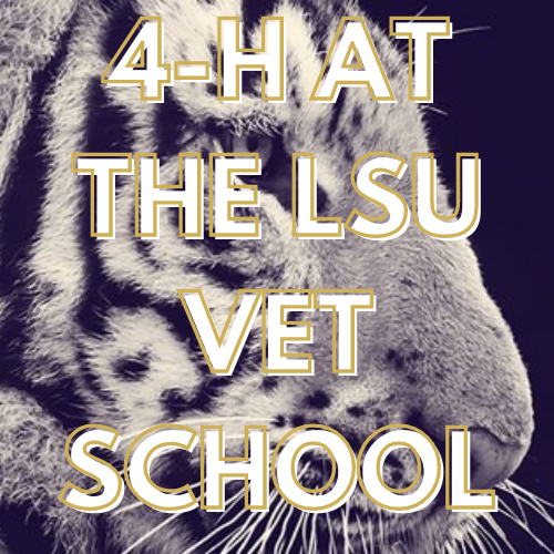 4-H at the Vet School